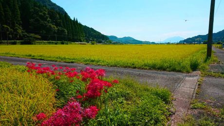 実りの秋！！公共建築に夢を見る。